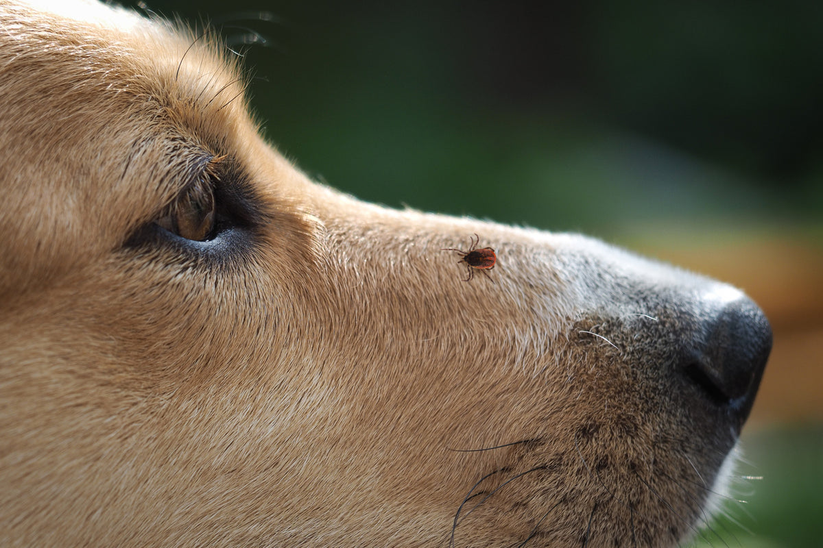 Borreliose Hund