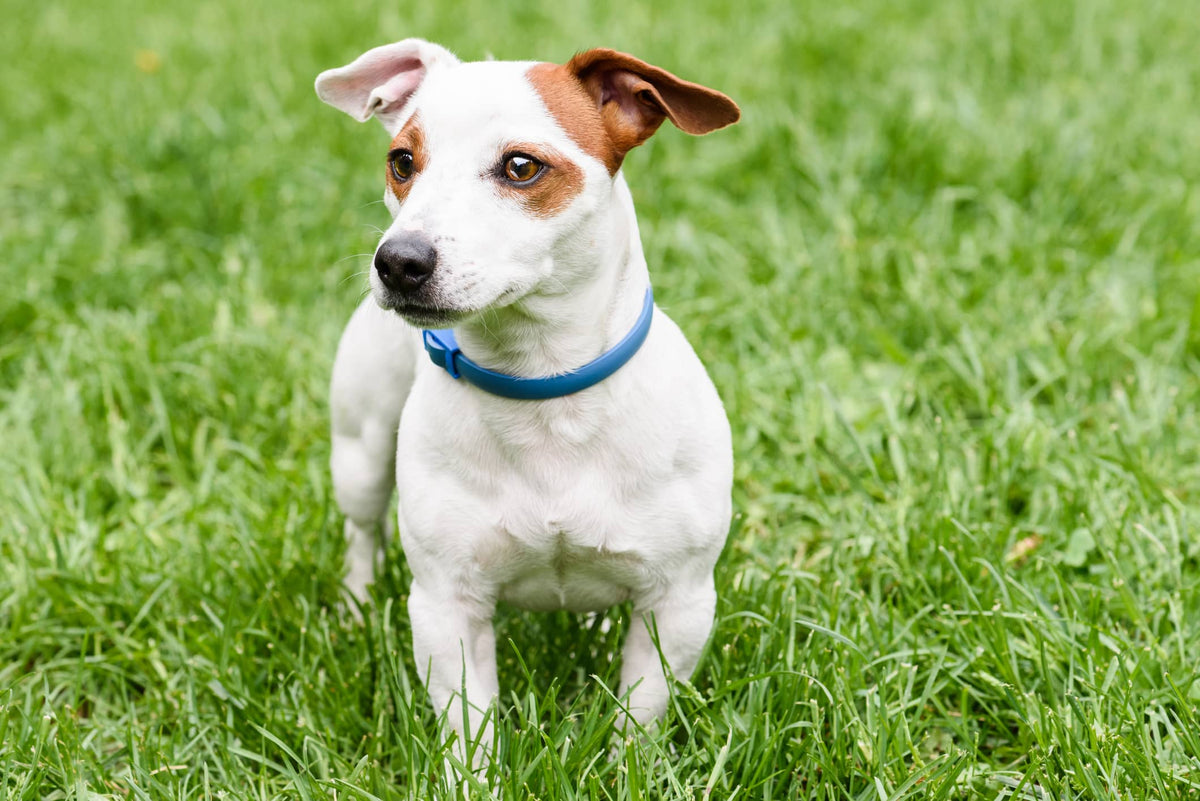 Zeckenhalsband Hund