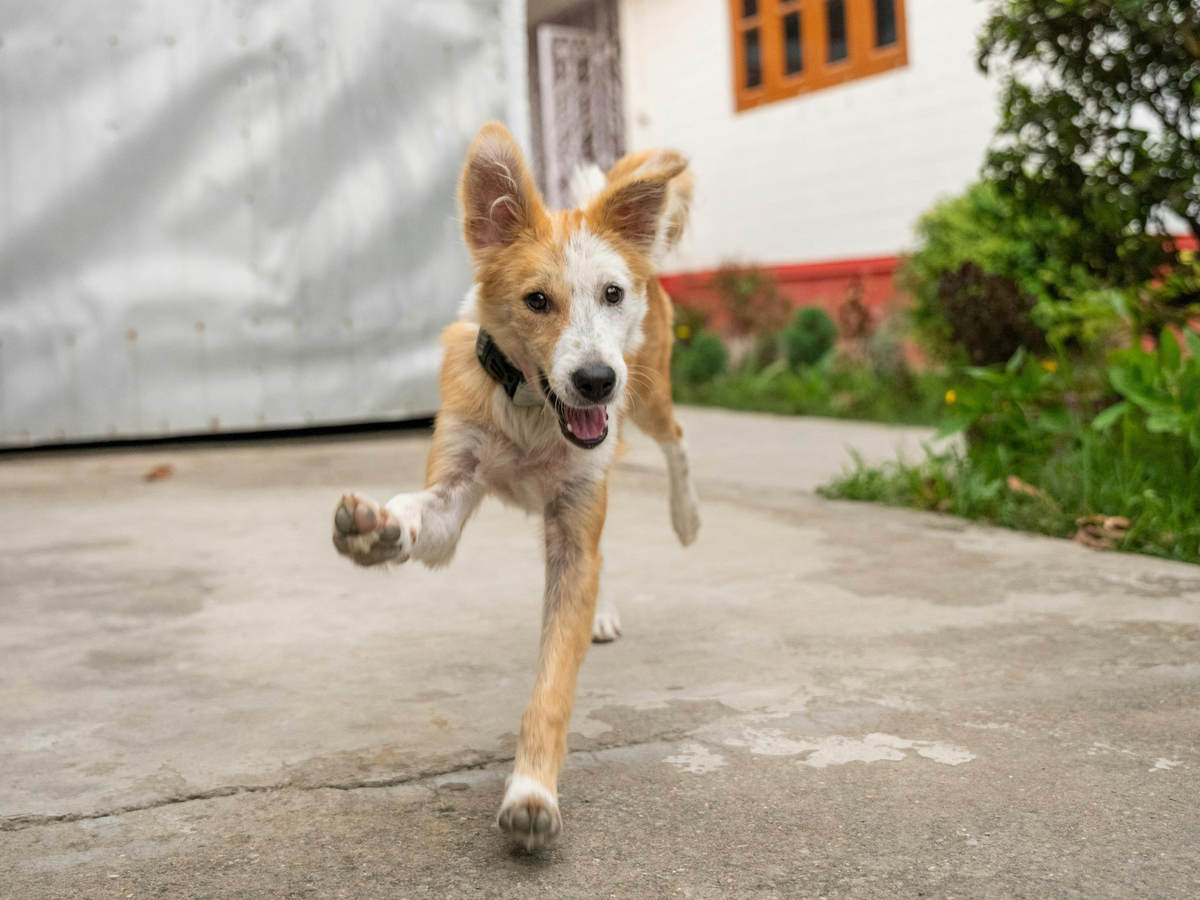 Für einen gesunden Hunde-Darm