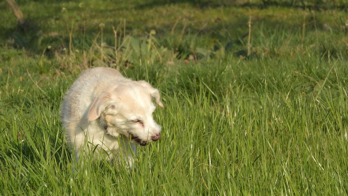 Dein Hund frisst nicht? So kannst du seinen Appetit anregen