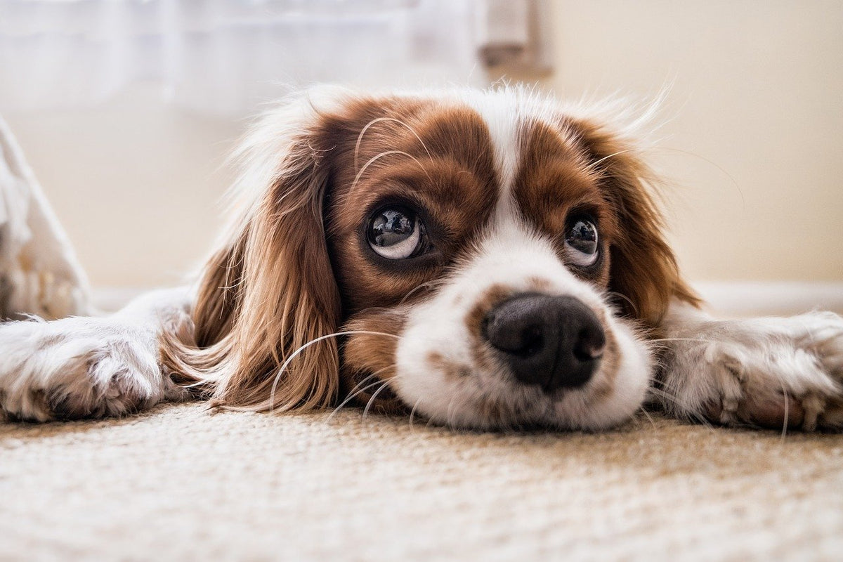 Dein Hund will einfach nicht fressen? Finde heraus, woran es liegen könnte