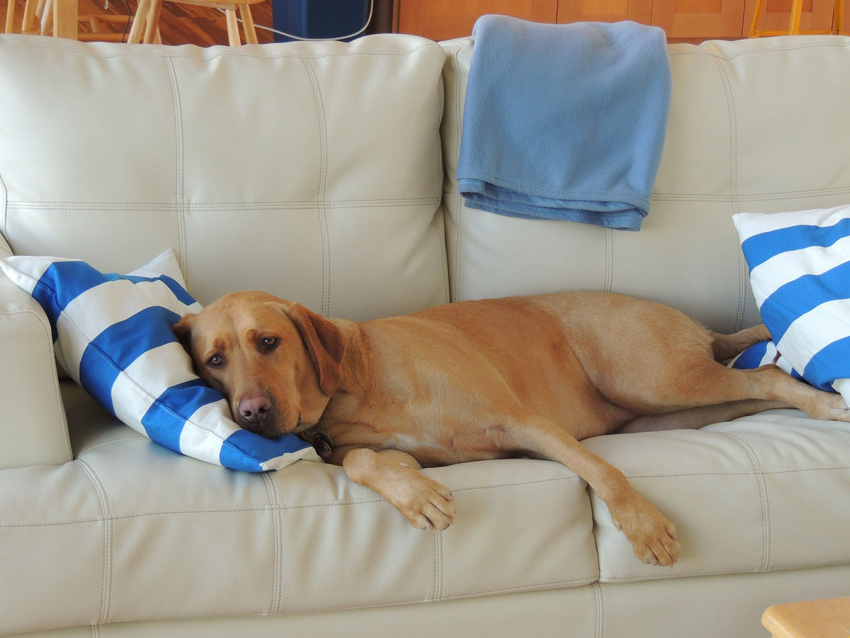 Was die Schlafposition Deines Hundes über sein Gemüt verrät!