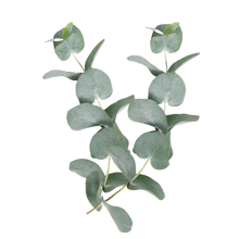 Eukalyptus