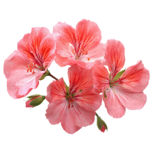 Geraniol