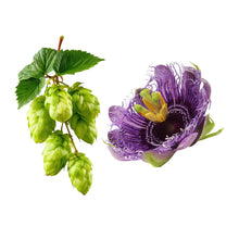 Hopfen und Passionsblume