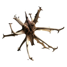 Teufelskrallenwurzel