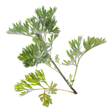 Wermutkraut