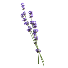 Lavendel