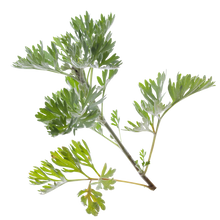 Wermutkraut
