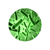 Probiotische Mikroorganismen